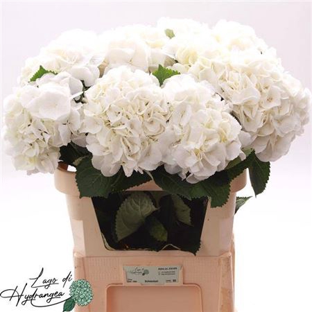 <h4>Hydr M Schneeball 80 Cm</h4>