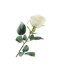 Rosa White
