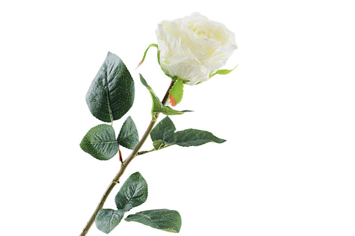 Rosa White