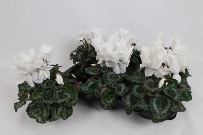 <h4>CYCL GR SUP MAMMOTH</h4>