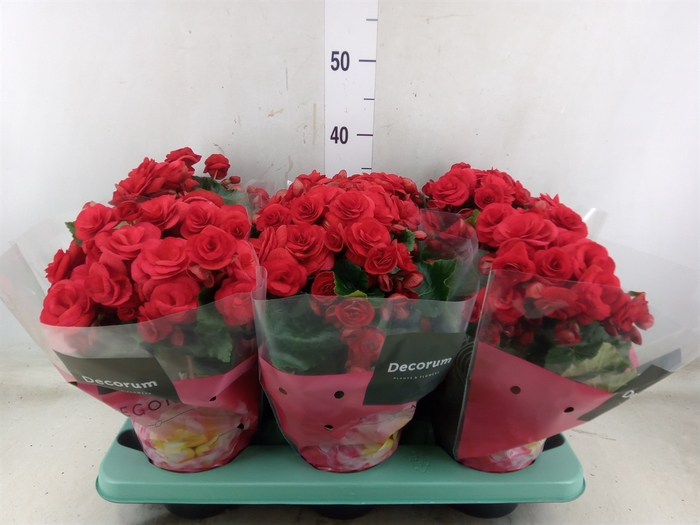 <h4>Begonia elat. DU 'Baladin'</h4>