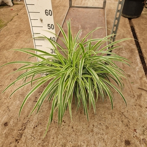 Chlorophytum comosum 'Vittatum'