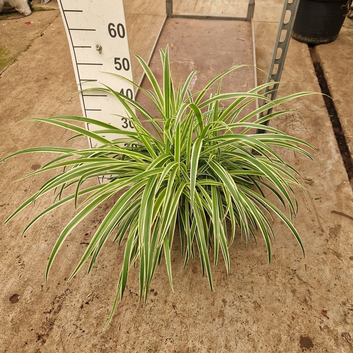 <h4>Chlorophytum comosum 'Vittatum'</h4>
