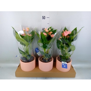 Anthurium andr. 'Joli Peach'