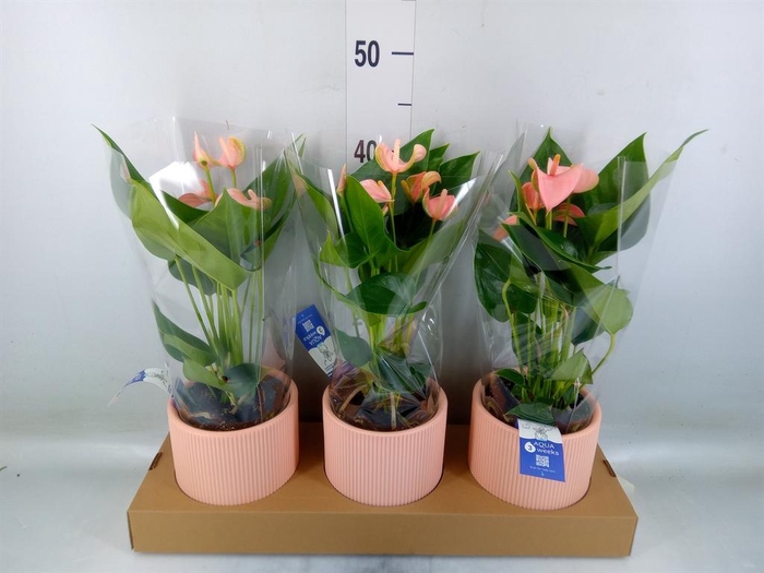 <h4>Anthurium andr. 'Joli Peach'</h4>
