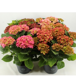 Hydrangea mix SPECIALS 23 cm (min. 3 soorten)