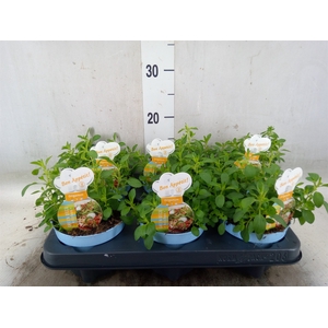 Origanum vulgare 'Compactum'