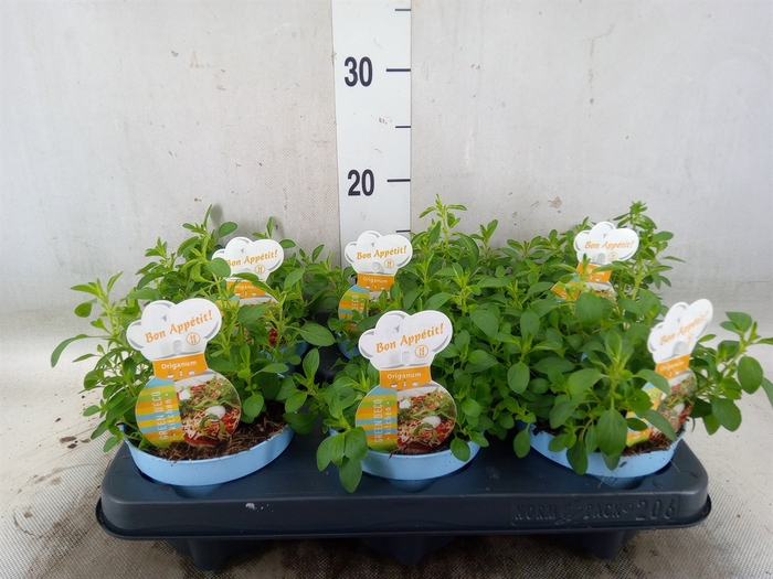 <h4>Origanum vulgare 'Compactum'</h4>