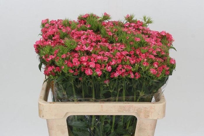 <h4>Dianthus Br Princess</h4>