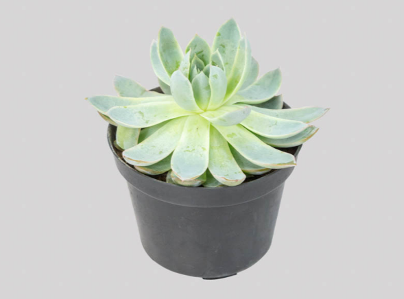 <h4>ECHEVERIA VIOLET QUEEN P11</h4>