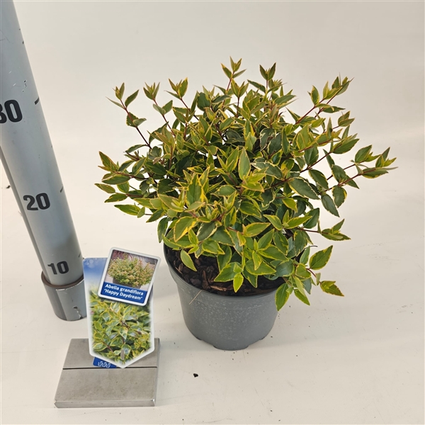 <h4>Abelia grandiflora 'Happy Daydream'® PBR</h4>