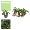 Peperomia Red Margin