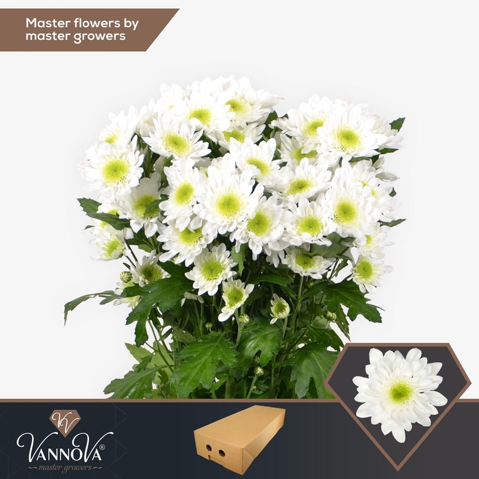 <h4>Chr T Radost</h4>