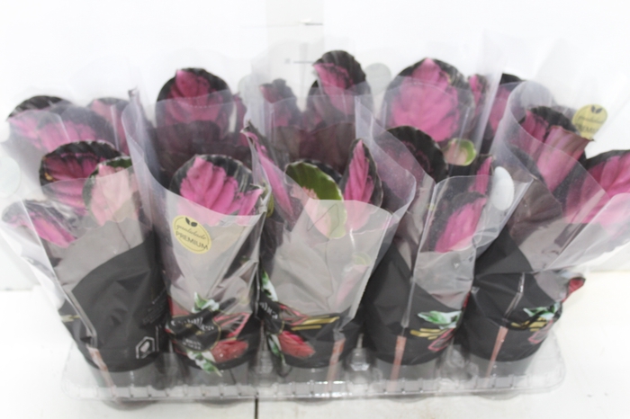 <h4>CALATHEA ROSEA PICTA CRIMSON P12</h4>