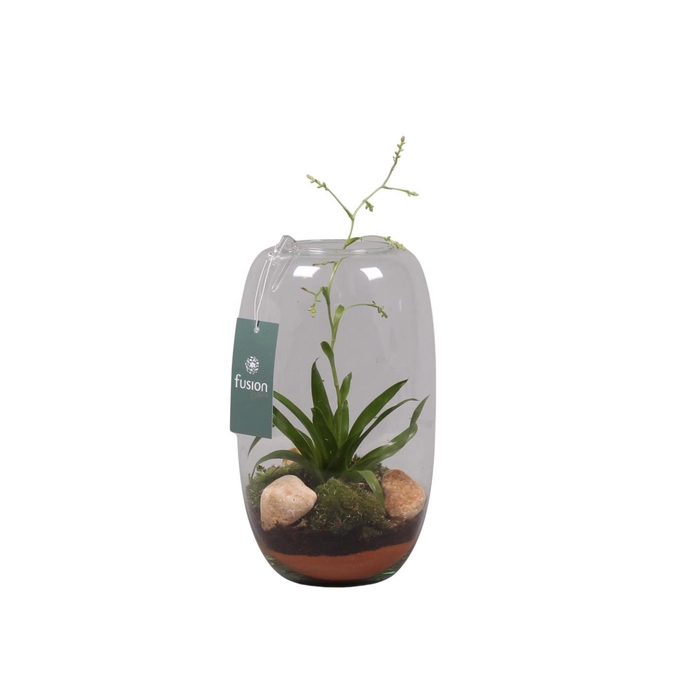 <h4>Glazen vaas middel met Tillandsia</h4>