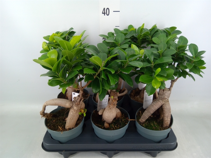 <h4>Ficus microcarpa 'Ginseng'</h4>