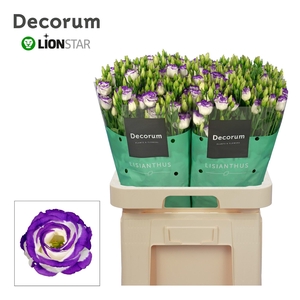 EUS G ROSI BLUE PICO