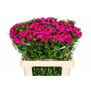 Dianthus Br Amazon Neon Cherry