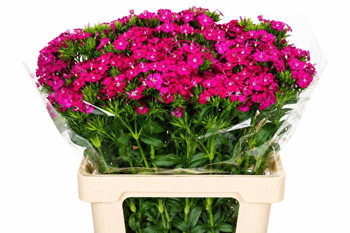 <h4>Dianthus Br Amazon Neon Cherry</h4>