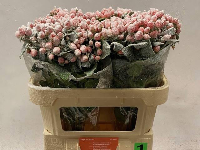 <h4>HYP OV KLB H%</h4>