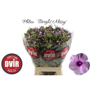 Phlox P Bri Missy Pink