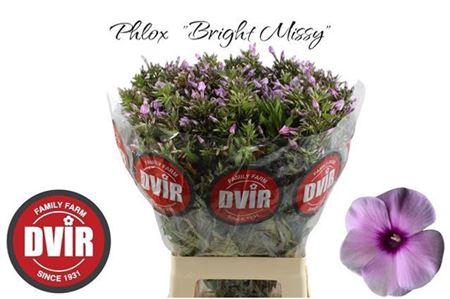 <h4>Phlox P Bri Missy Pink</h4>