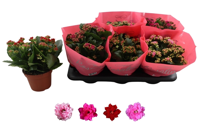 <h4>KAL GE RO GEM 4 KL</h4>