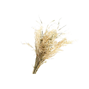Avena Selvatica Natural