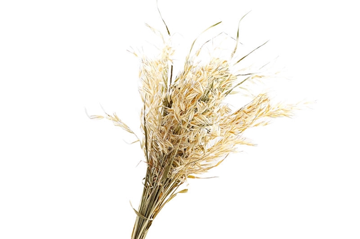 <h4>Avena Selvatica Natural</h4>