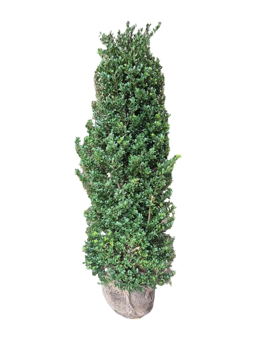 <h4>Ilex crenata 'Dark Green' bush 125-150cm RB</h4>