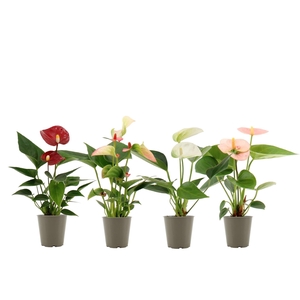 Anthurium 6 cm 4 color mix in transparant sleeve