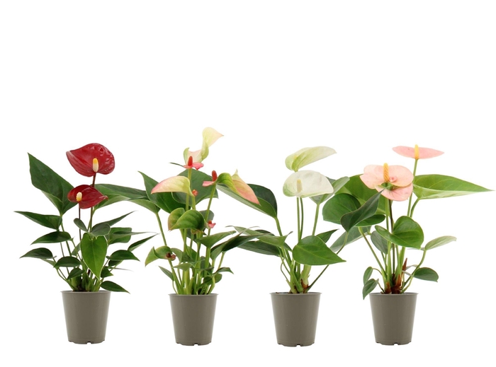 <h4>Anthurium 6 cm 4 color mix in transparant sleeve</h4>