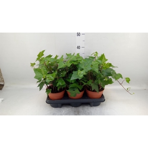 Hedera alger. 'Montgomery'