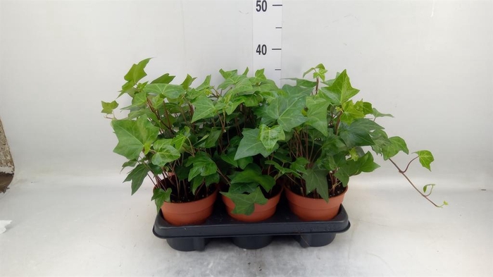 <h4>Hedera alger. 'Montgomery'</h4>