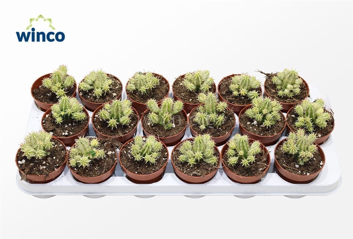 <h4>Euphorbia Aggregata Variagata</h4>