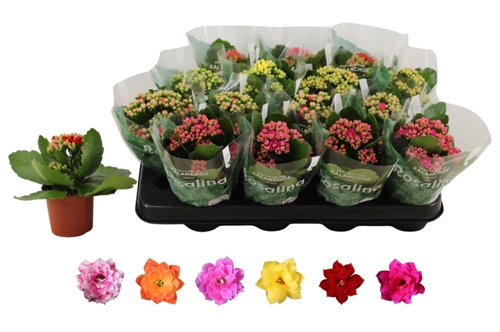 <h4>KAL GE RO GEM 6 KL</h4>