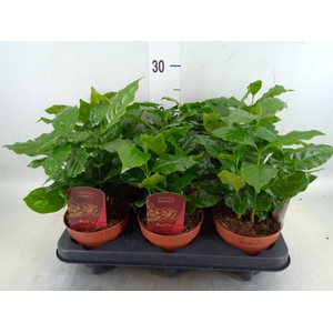 Coffea arabica