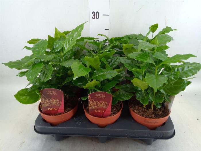 <h4>Coffea arabica</h4>