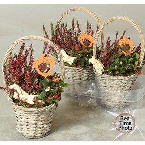 Arr Tuinplanten Hengselmand