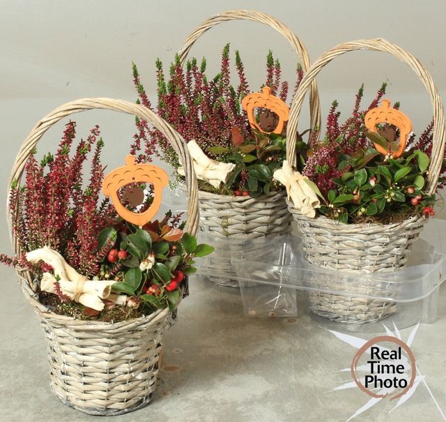 <h4>Arr Tuinplanten Hengselmand</h4>