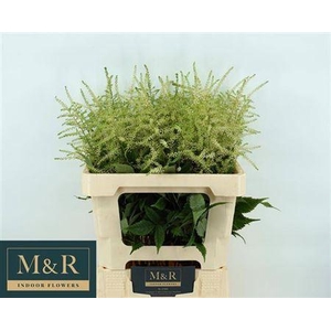 Astil Ja Washington 60cm