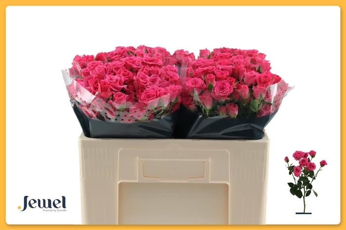 <h4>R TR LOVELY LYDIA Water</h4>