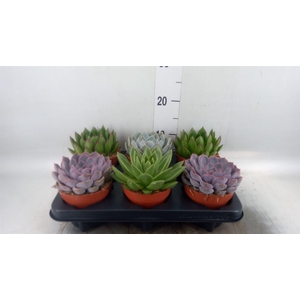 Echeveria   ...mix