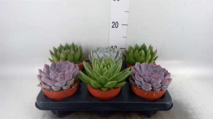 <h4>Echeveria   ...mix</h4>