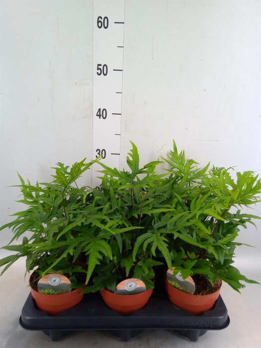 <h4>Doryopteris pedata</h4>