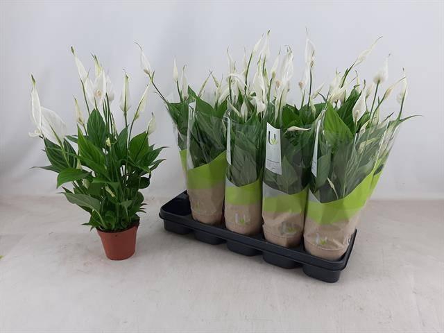 <h4>SPATH TORELLI</h4>