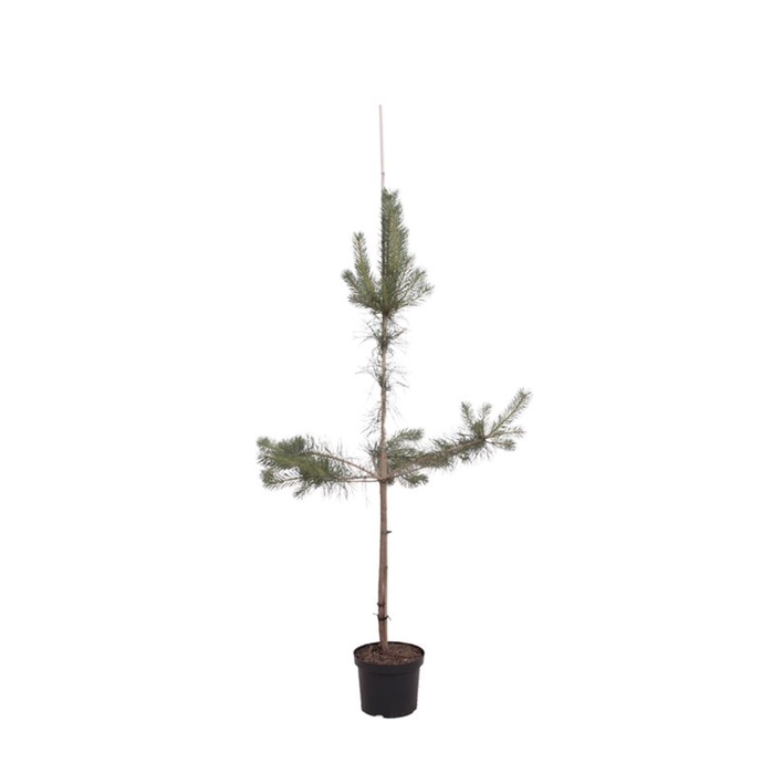<h4>Pinus sylvestris</h4>