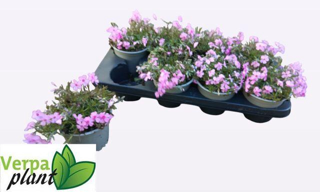 <h4>PHLOX S FAB ROSE</h4>