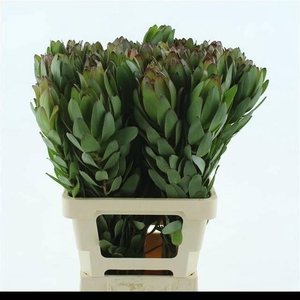 LEUCAD SAF GOLDSTRIK