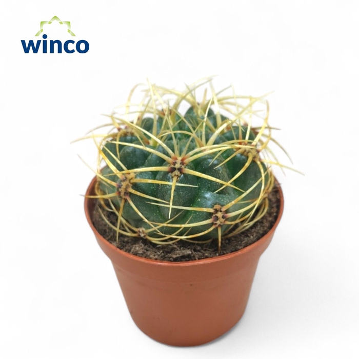 <h4>Gymnocalycium Monvillei</h4>